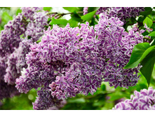 ������ ������������ Sensation �3 - 600�