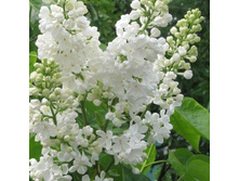 ������ ������������ Mme Florent Stepman �3 - 550�