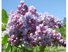 ������ ������������ ������ ����������� �3 - 550�