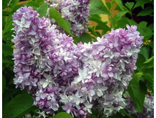 ������ ������������ ������� �3 - 550�