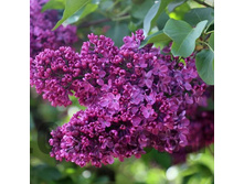 ������ ������������ �������� �3 - 550�