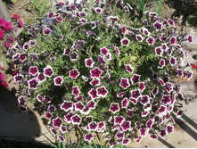 ��������� ��� ���������