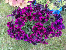 Go tunia Cosmic Purple