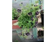 Mystical Midnight Gold