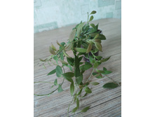 �������� sp. NS12-323 (microdwarf)
