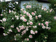 ����� ���� ���� ��������� �������� ���� 600 �.jpg