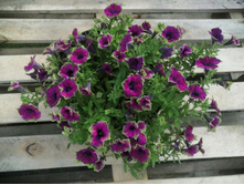 Veranda little picasso