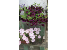 ���������� Lia Ametyst �� ������� �����