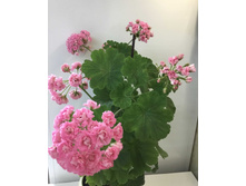 ������ ��������