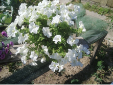 ��������� Fanfre White