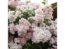 �������� ���� ��������� ������� ���� 650 �.jpg