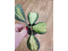 ���� Kerri Permanent Yellow.