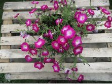 ��������� Fantasy hot pink