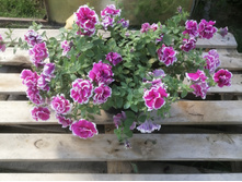 ��������� ����