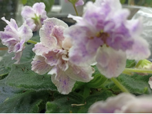 ����������� viber 2023-03-26 00-39-02-038.jpg