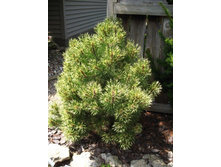 ����� ������ ������� (Pinus mugo Sunshine), �5, �� 70-80, 15-20, 5829 ���