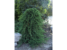 ������������ �������������� (Juniperus horizontalis Prince of Wales) �5, ��80, 6720 ���