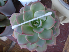 DSC08555.JPG Sharmon - 200, 300