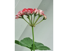 ����������� viber 2024-01-06 15-31-34-145.jpg