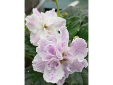 ����������� viber 2023-03-26 00-42-24-715.jpg