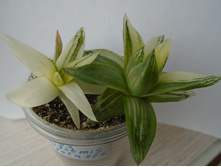 DSC08518.JPG Cumbiformis var. - 200