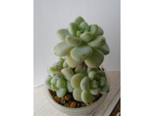 DSC08521.JPG ����������� Opalina - 200