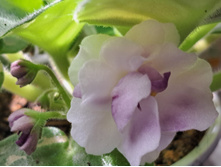 ����������� viber 2024-02-27 12-04-10-850.jpg