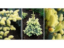 ��� ������� (Picea pungens Bialobok) �12 50-60, 9684 ���