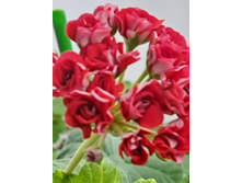 ����������� viber 2024-01-06 15-31-33-945.jpg