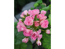 ����������� viber 2024-02-01 15-19-10-992.jpg