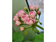 ����������� viber 2024-02-01 15-19-11-675.jpg