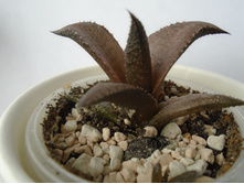 DSC08506.JPG �������� Tesselata -100 ���.