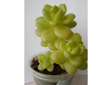 DSC08516.JPG �������� Ebony Peridot - 200