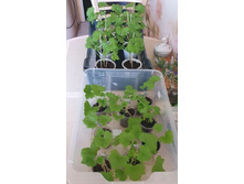 ������� ����������  ����� ������- 100- 180�/ ��