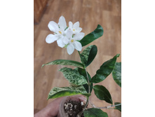 ������ Wrightia ANTYDISENTERICA VARIEGATA.