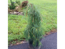 ����� ��������� ������� ����� (Pinus strobus Niagara Falls), �5 30-50, 4390 ���