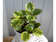 ���������  �����������