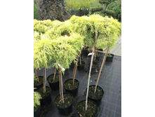 ������������ ������� (Juniperus media pfitz.Gold Star) �5, ��70-80, 25-30,6720 ���