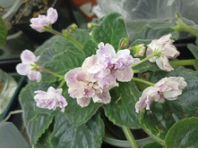 ����������� viber 2023-03-26 00-39-02-222.jpg