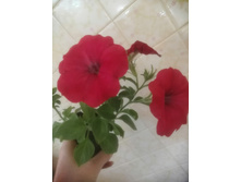 �������� ��������