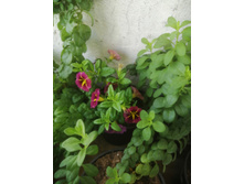 ��� �������