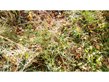 IMG 20201010 111725 BURST002.jpg