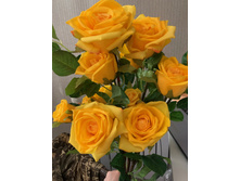 �������: 007