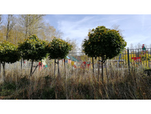 IMG 20201010 113254.jpg