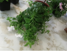 ��������� ����