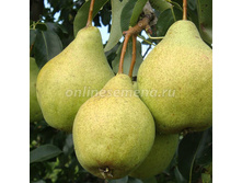 ����� ������ ����� +24�