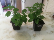 ������� � 0,55