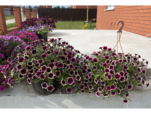 ������� Cascadias Rim Magenta 155���