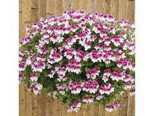 ���������� Angel Angeleyes Bicolor 270�