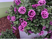 ������� Sweet Sunshine Hot Pink Veins 155�